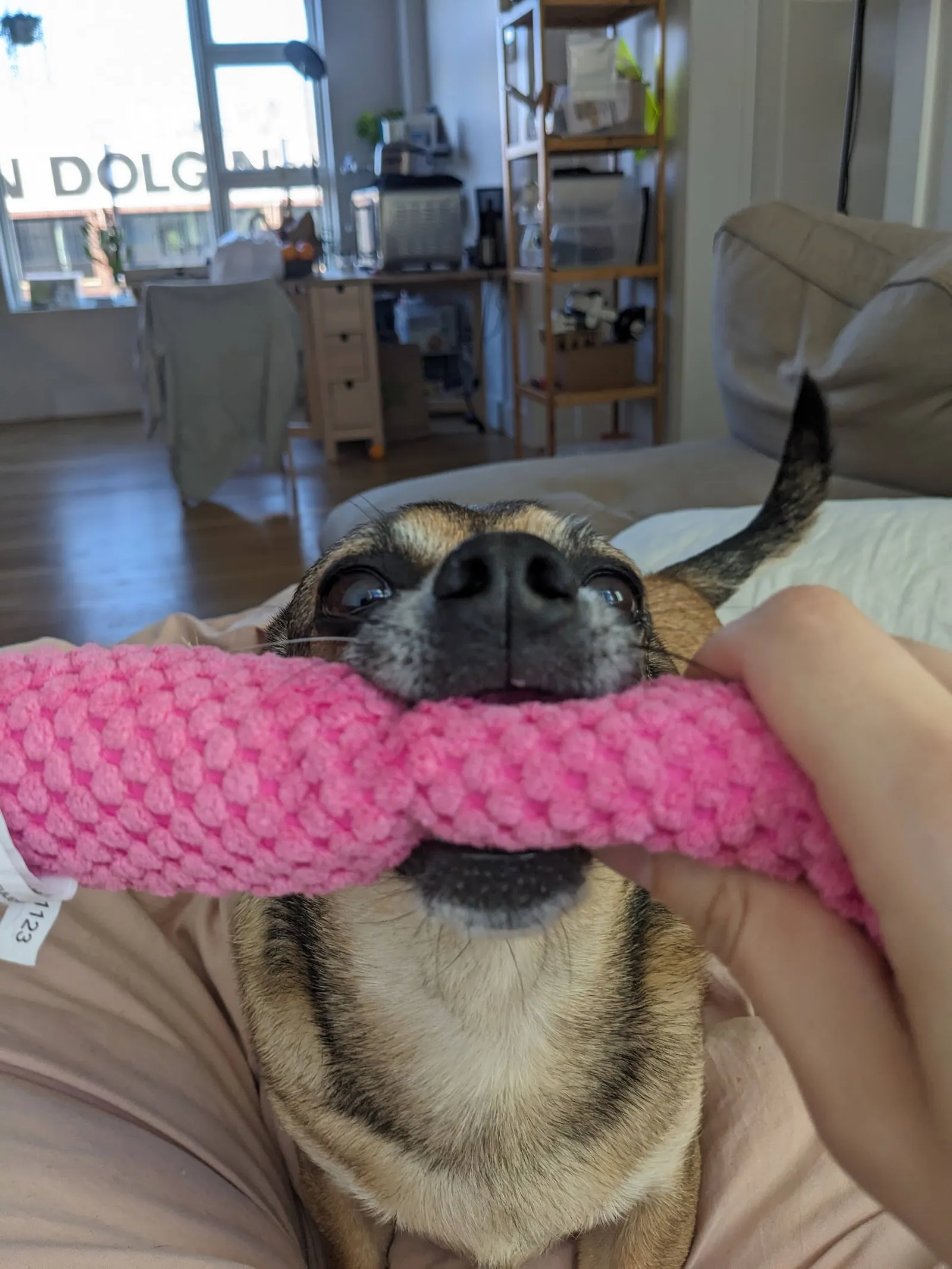playing fetch with mr bear