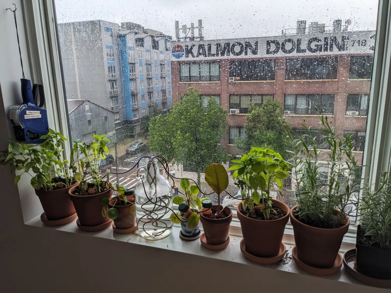 plants and drip irrigation